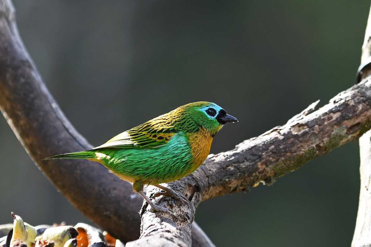 Brassy-breasted Tanager - ML144074591
