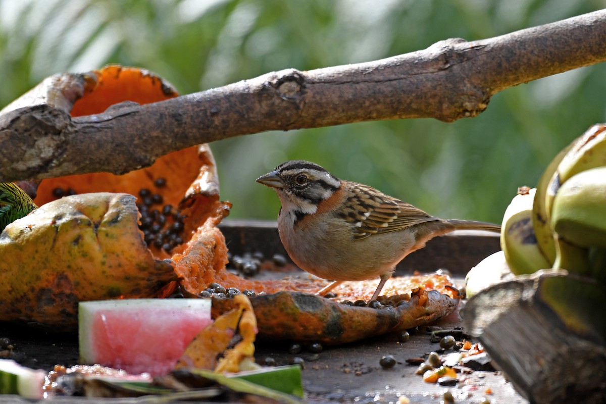 Rufous-collared Sparrow - ML144075461