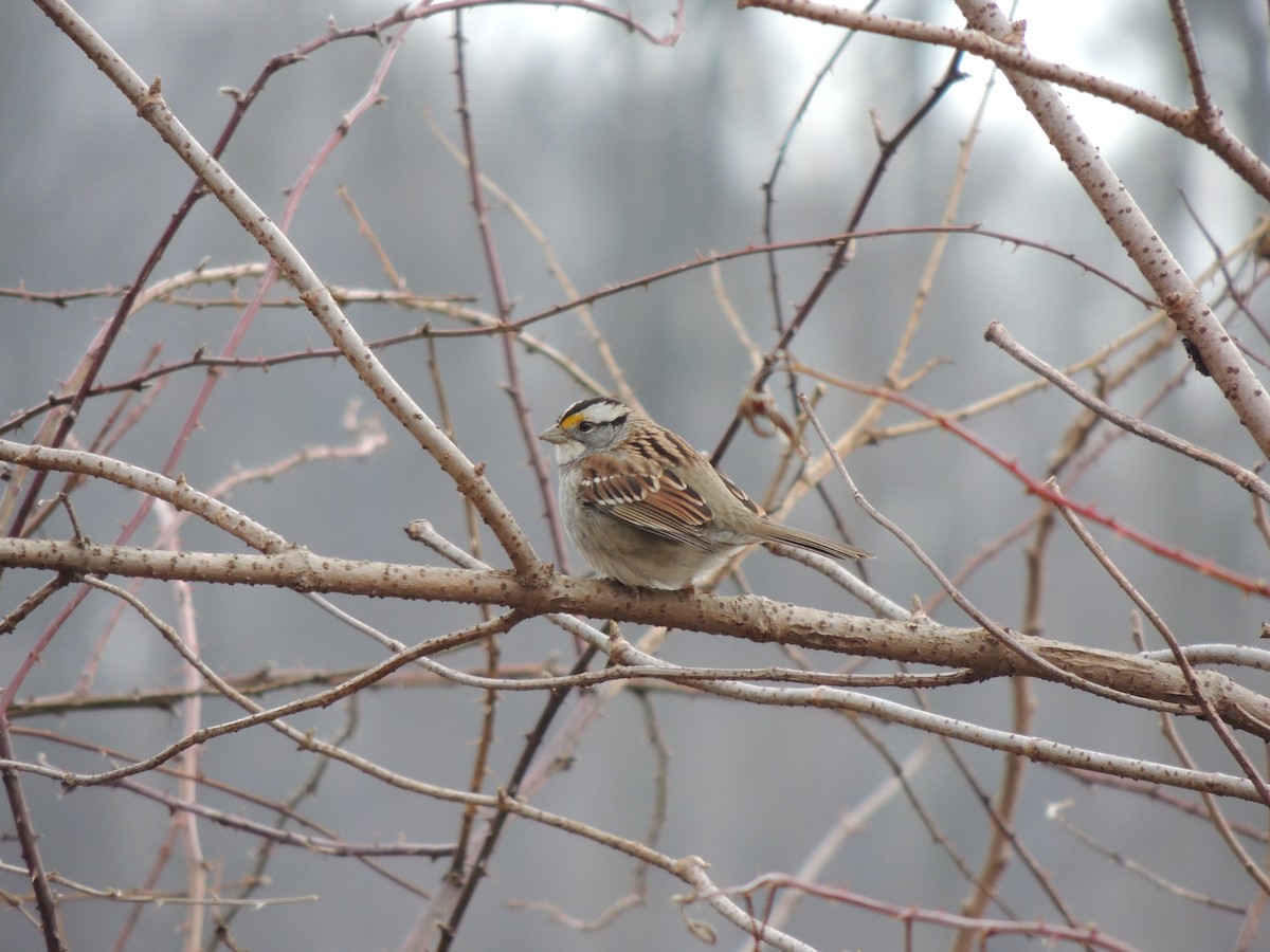 White-throated Sparrow - ML144075601