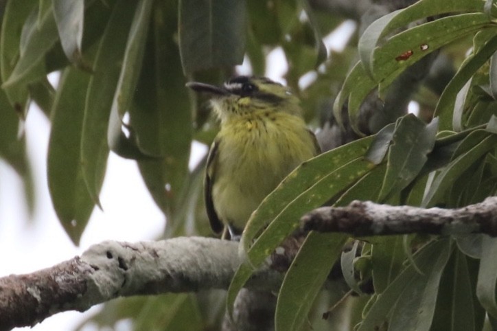 Yellow-browed Tody-Flycatcher - Arnold Skei