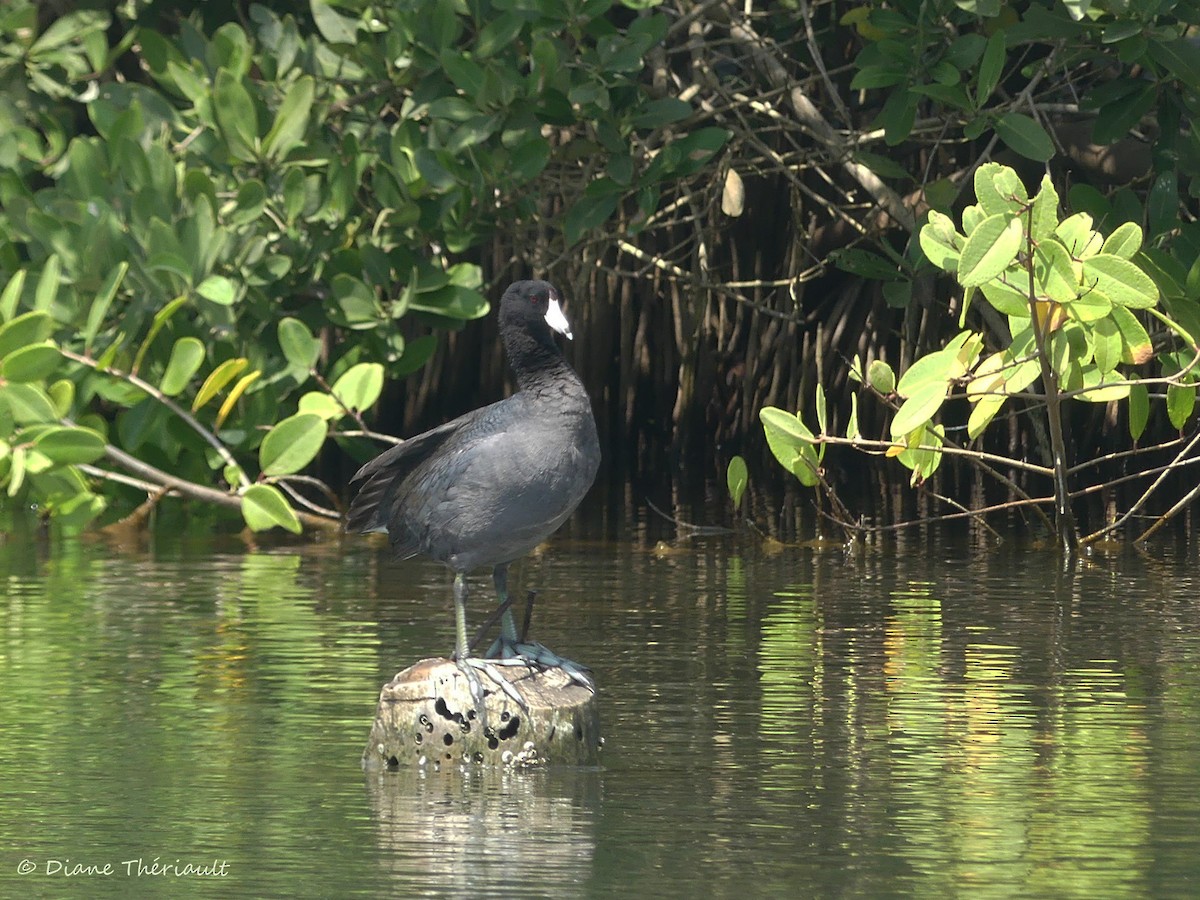 American Coot (Red-shielded) - Diane Thériault