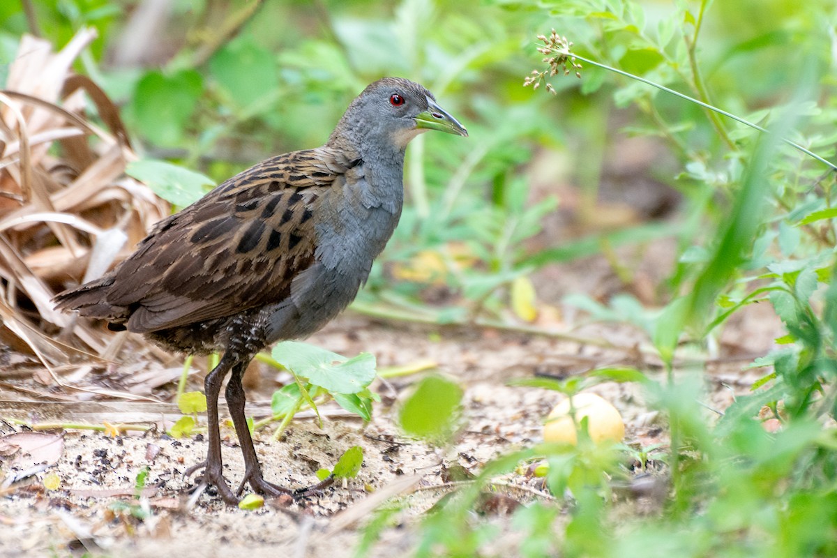 Ash-throated Crake - André Adeodato - Aves de Sobral