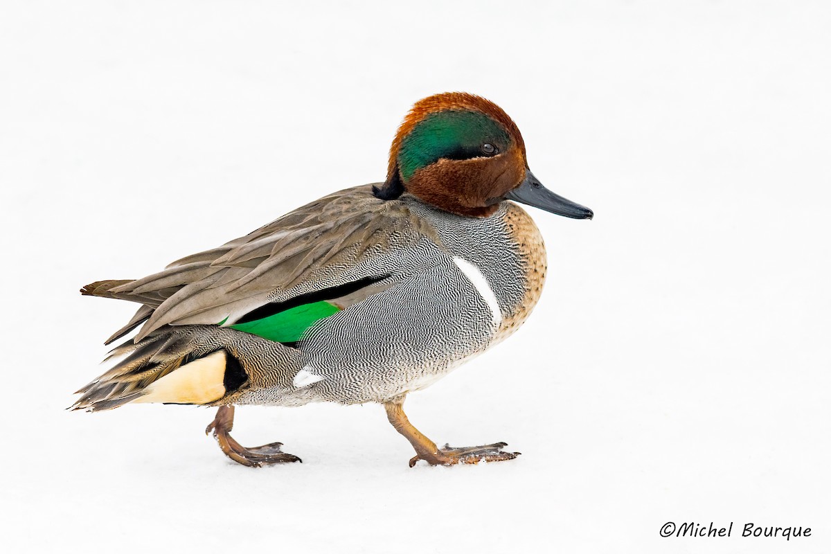 Green-winged Teal - Michel Bourque