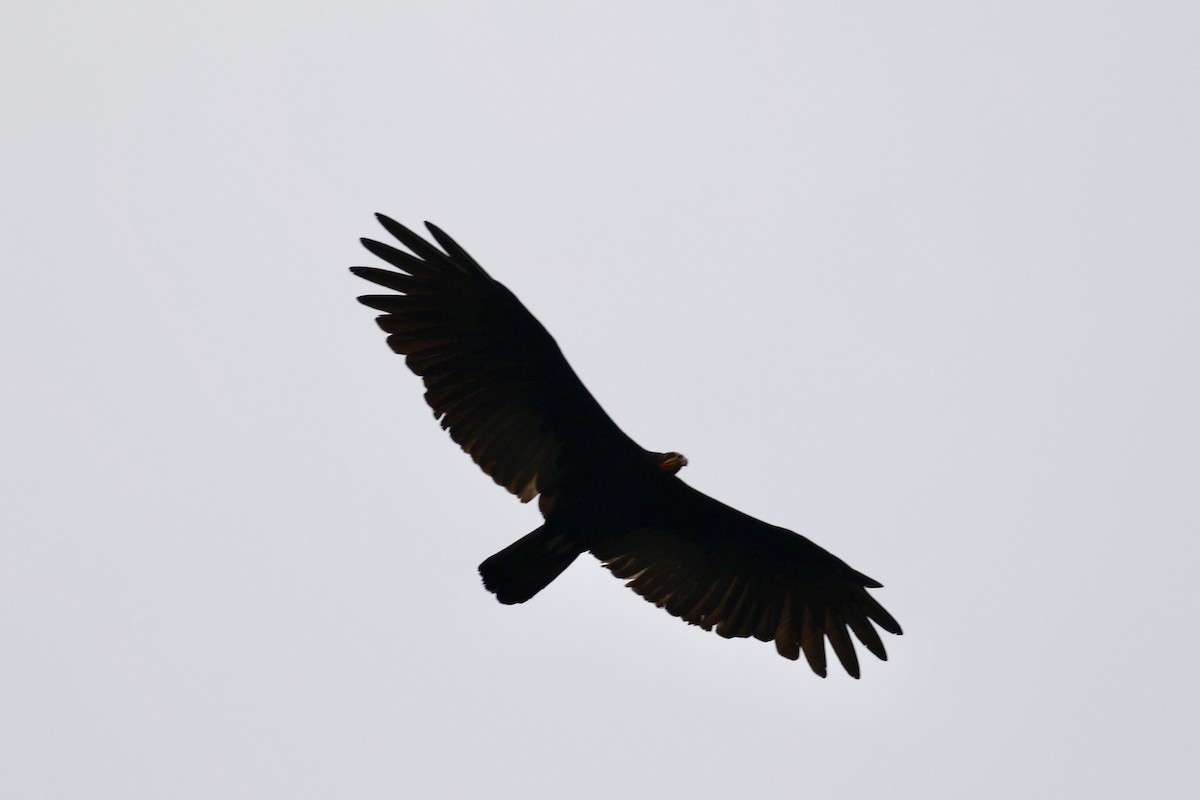 Greater Yellow-headed Vulture - ML144083821