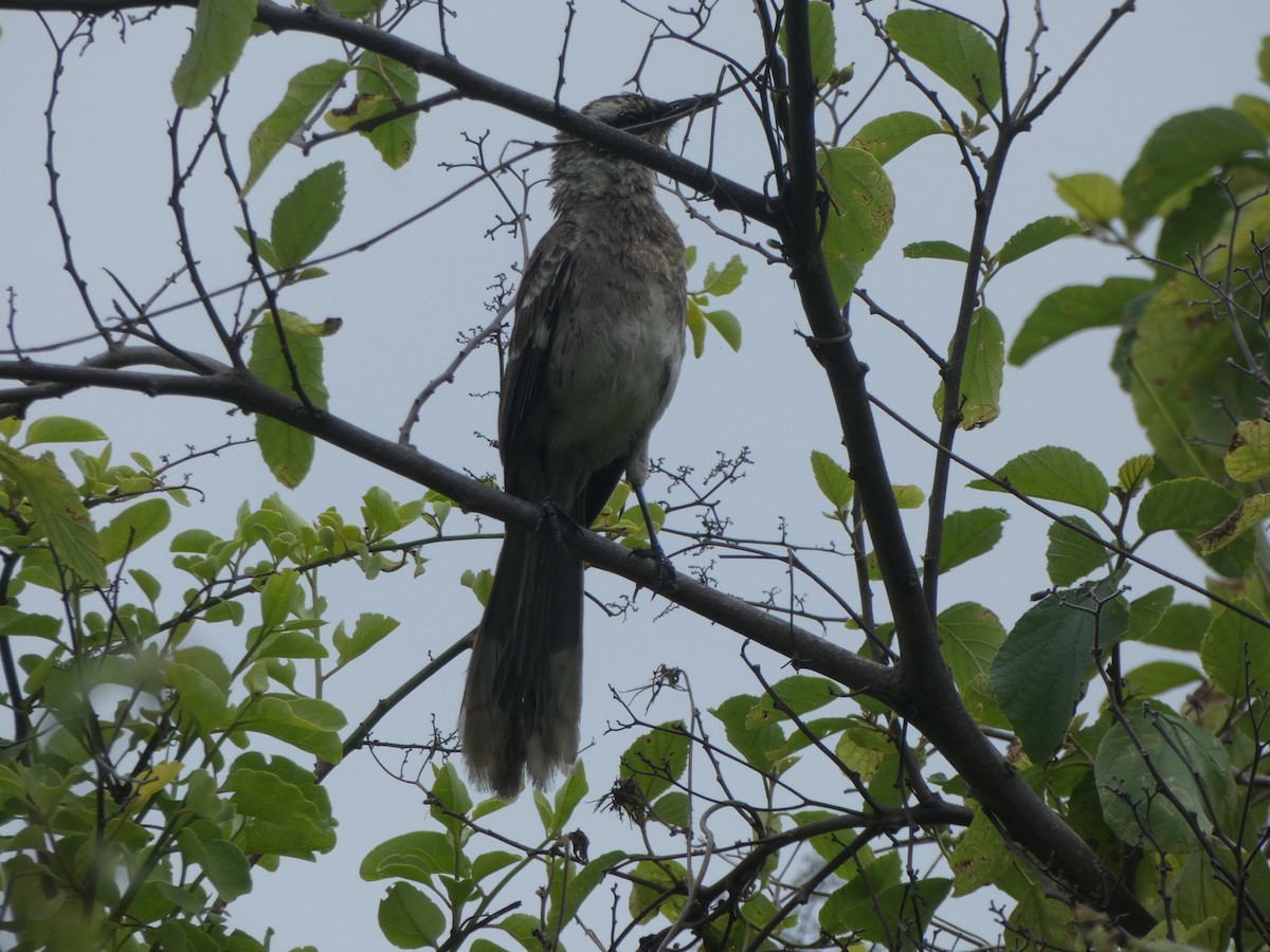 Long-tailed Mockingbird - Mike Cadman