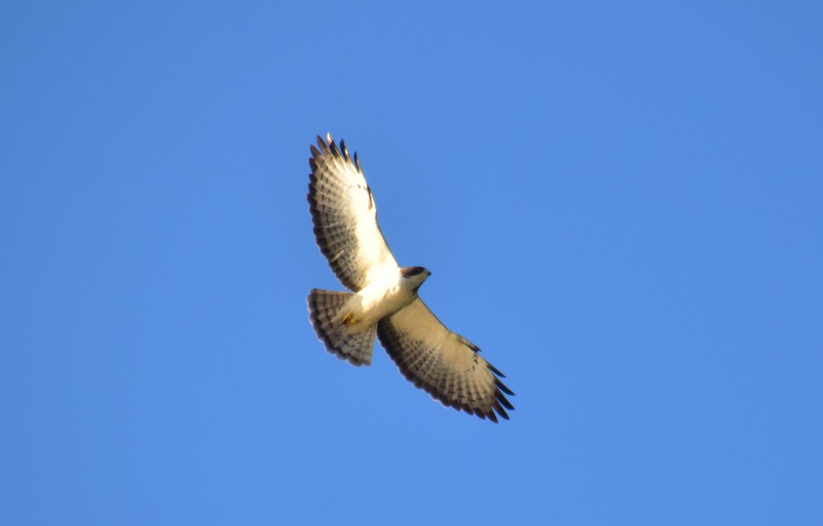 Short-tailed Hawk - Leesa Brown