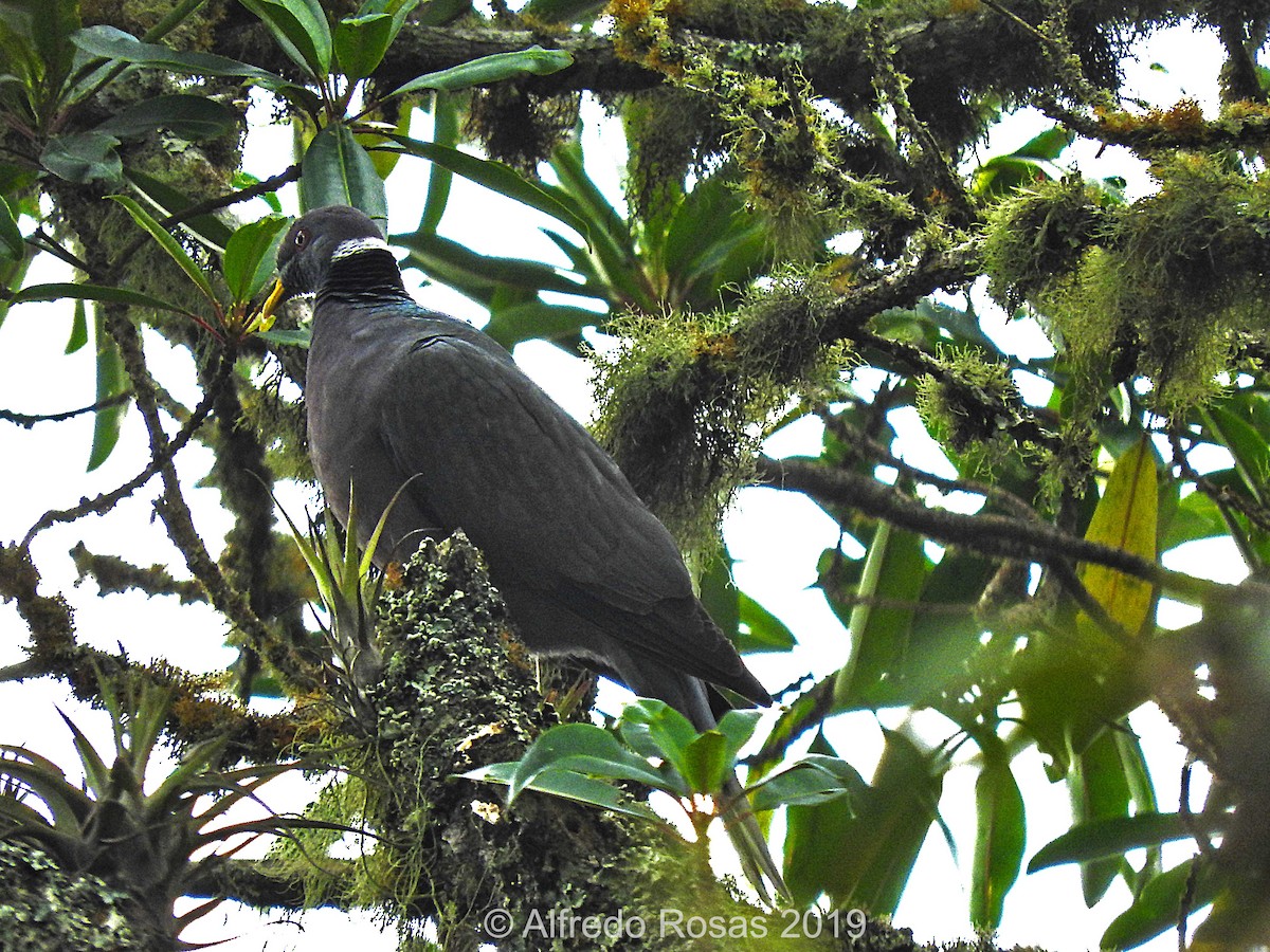 Band-tailed Pigeon - ML144085601