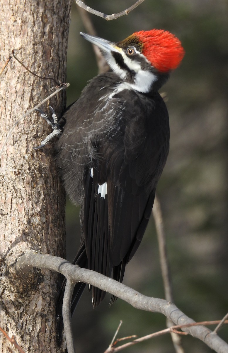 Pileated Woodpecker - Jean W. Côté