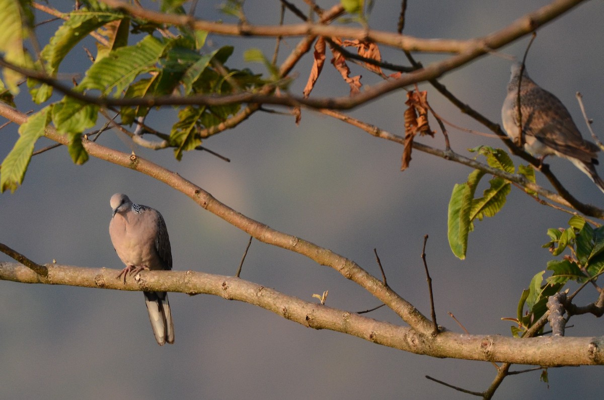 Spotted Dove - Dipankar Roy