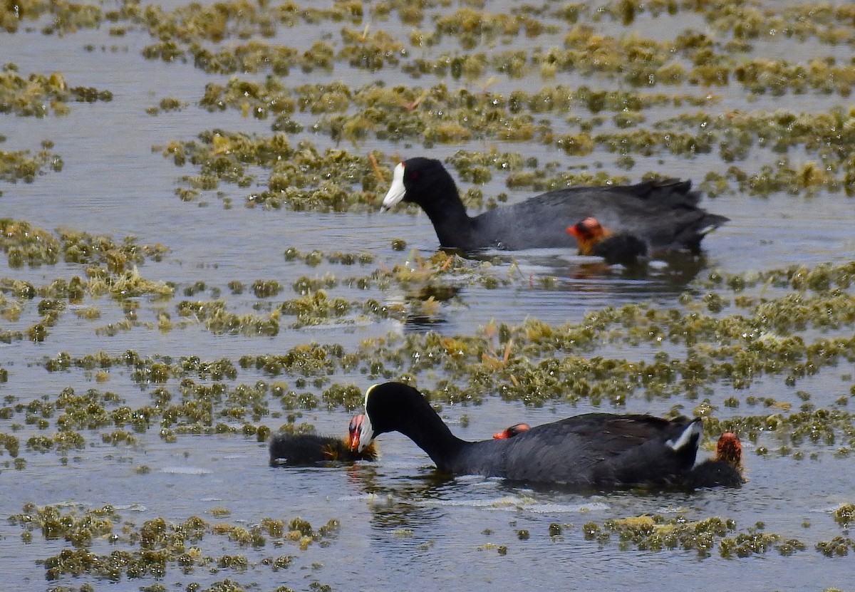 American Coot (White-shielded) - Bob Curry