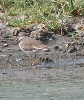 Semipalmated Plover - ML144093041