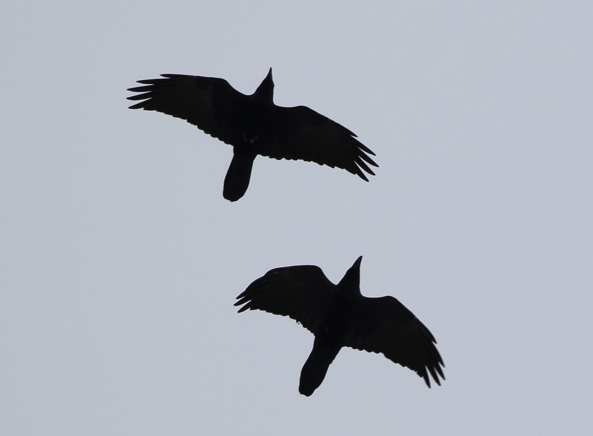 Common Raven - David Bird