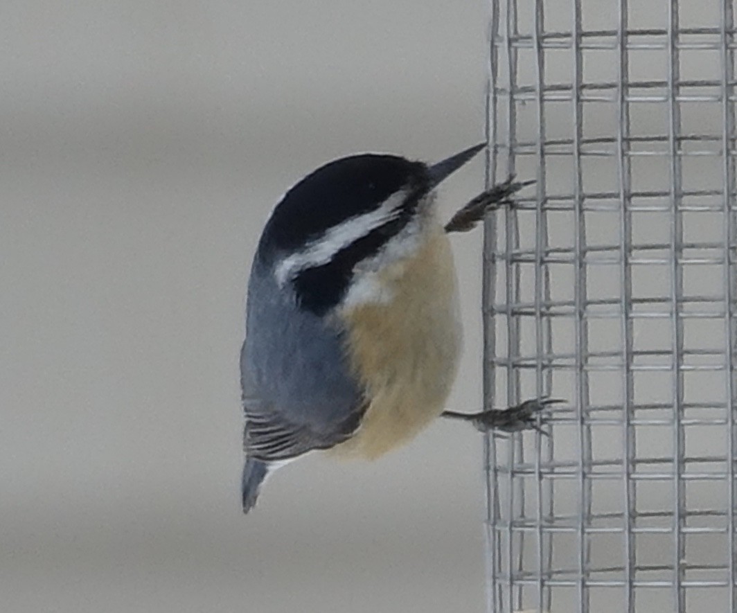 Red-breasted Nuthatch - Bert Wessling