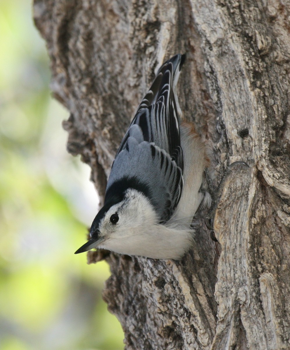 White-breasted Nuthatch (Eastern) - Cole Wolf