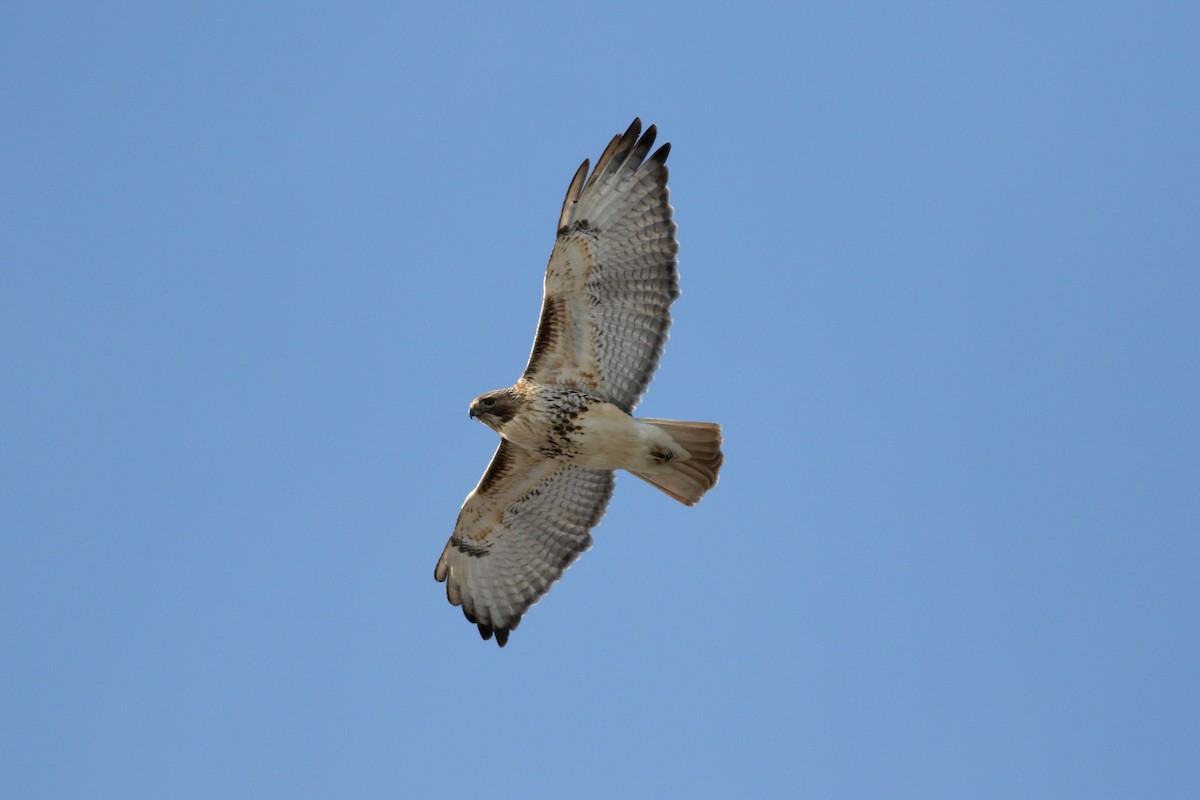 Red-tailed Hawk - Richard Poort