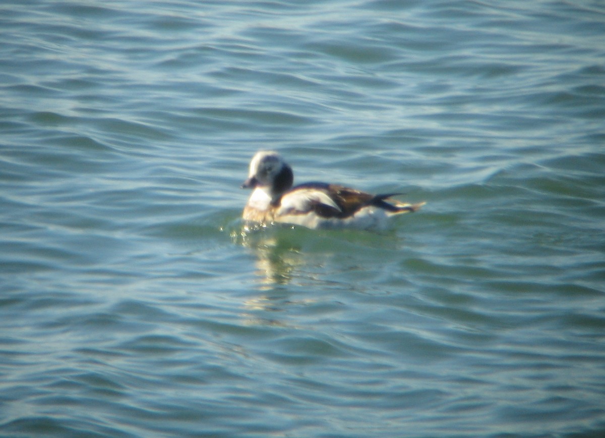 Long-tailed Duck - Cole Wolf