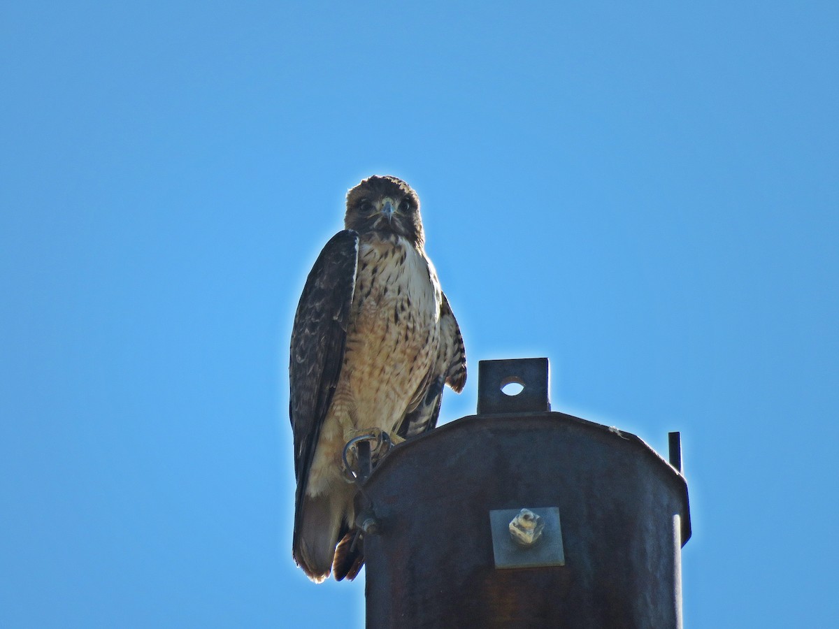 Red-tailed Hawk - ML144104901