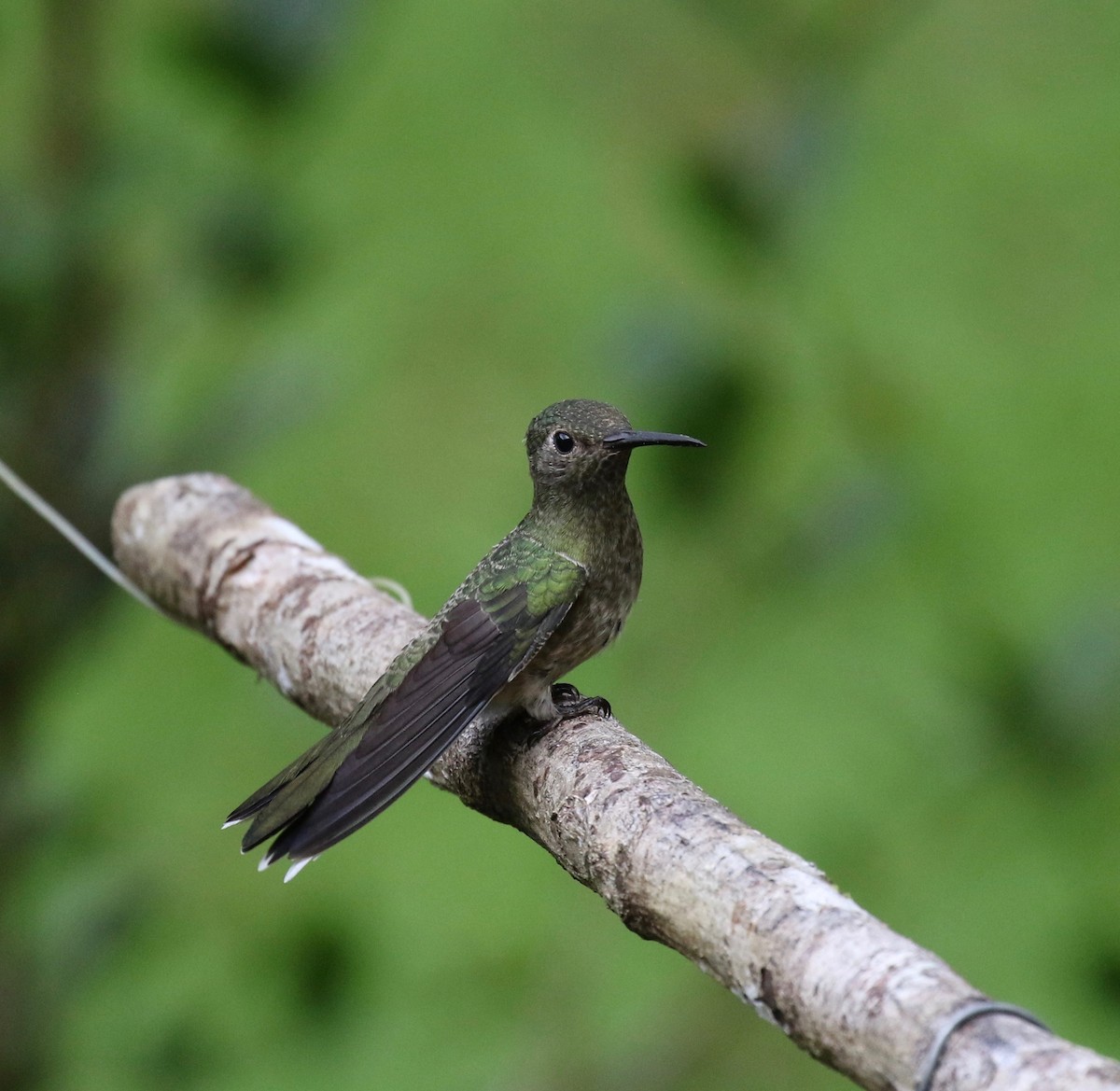 Scaly-breasted Hummingbird - ML144105601