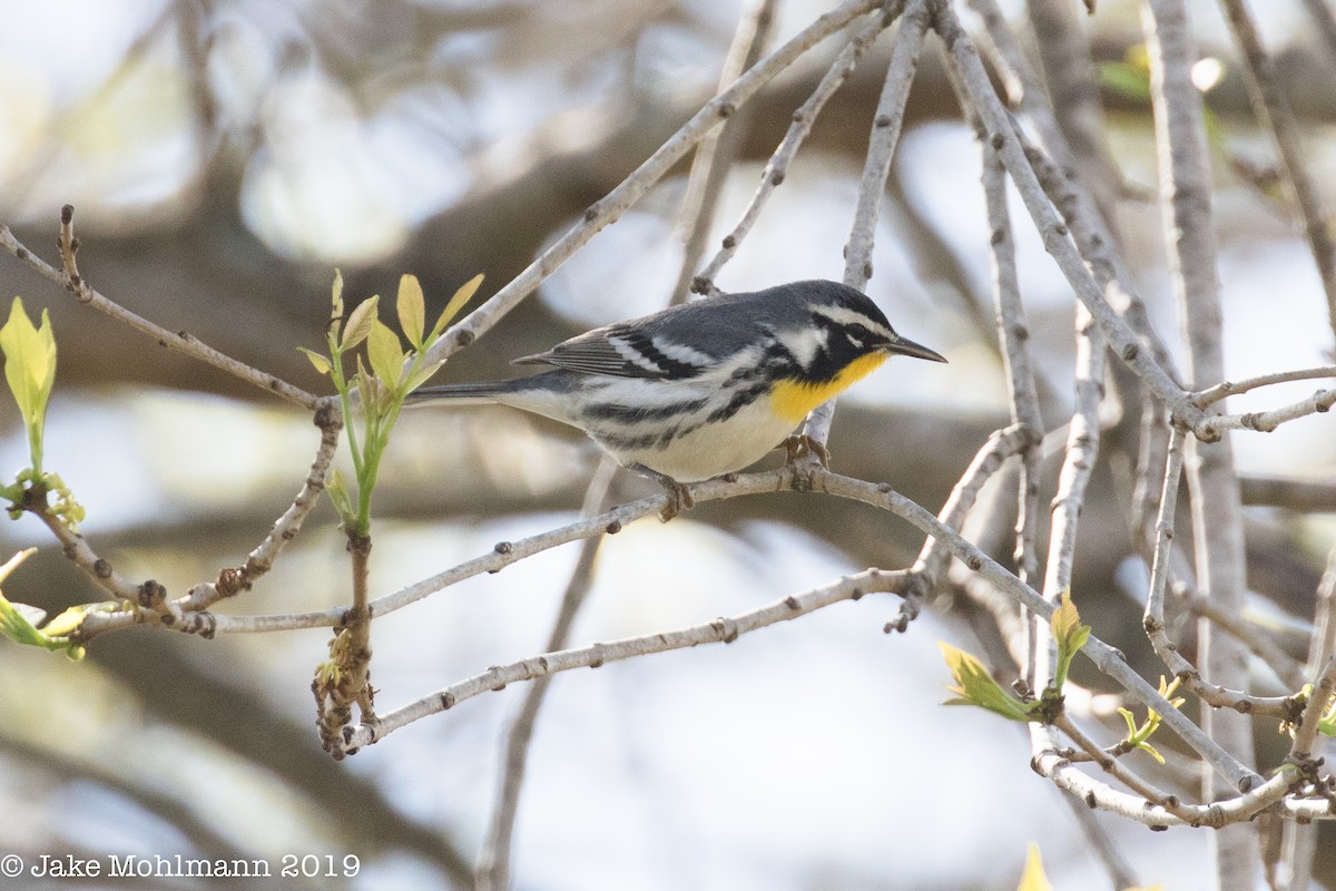 Yellow-throated Warbler - Jake Mohlmann
