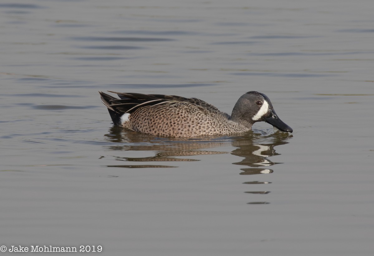 Blue-winged Teal - Jake Mohlmann