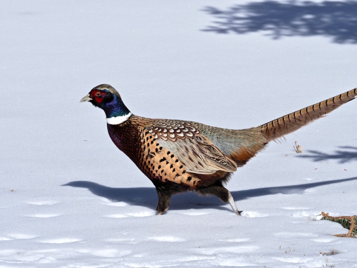 Ring-necked Pheasant - John Anderson