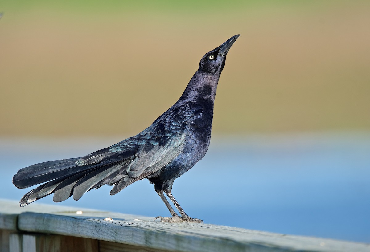 Great-tailed Grackle - ML144110901
