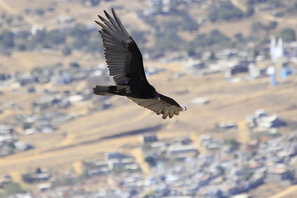 Turkey Vulture - Amelia  Hagiepetros
