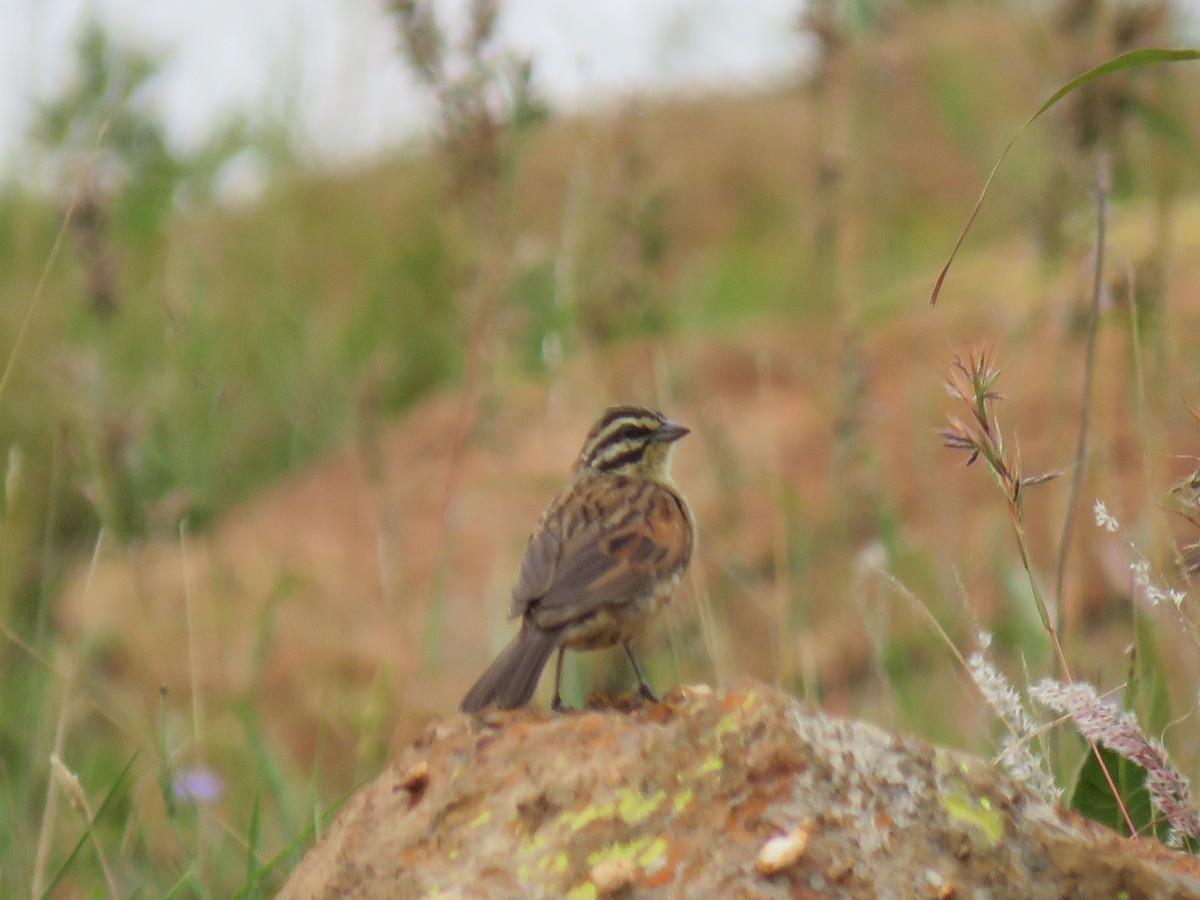 Cape Bunting - Becky Turley