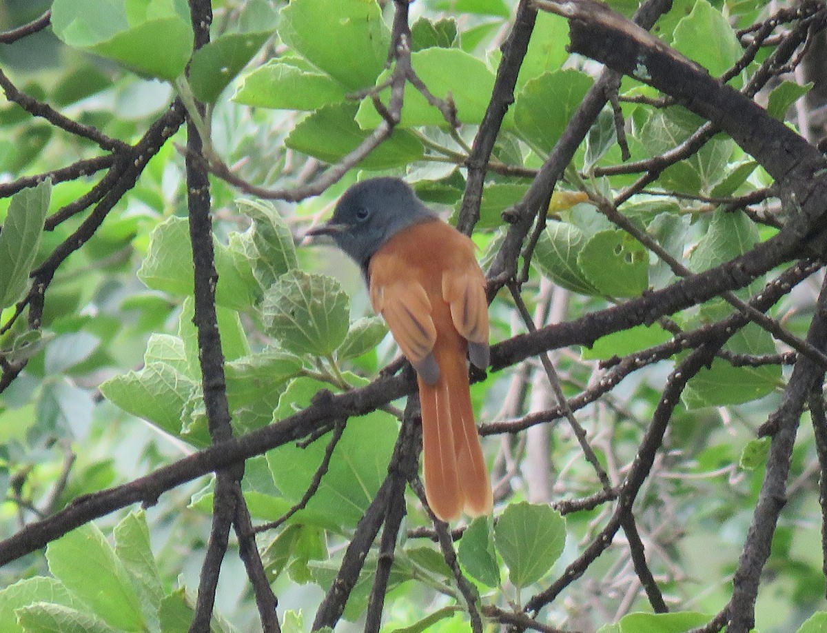 African Paradise-Flycatcher - Becky Turley