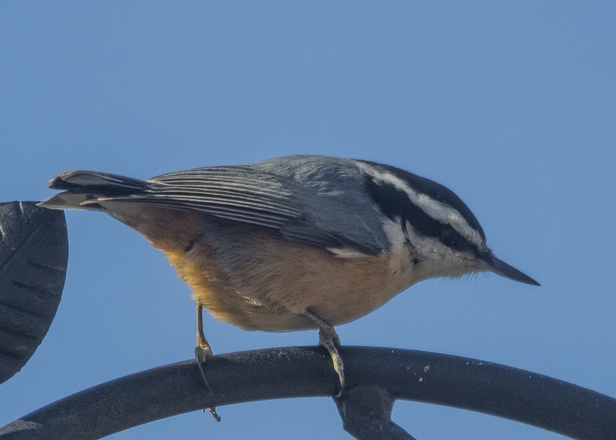 Red-breasted Nuthatch - ML144115711