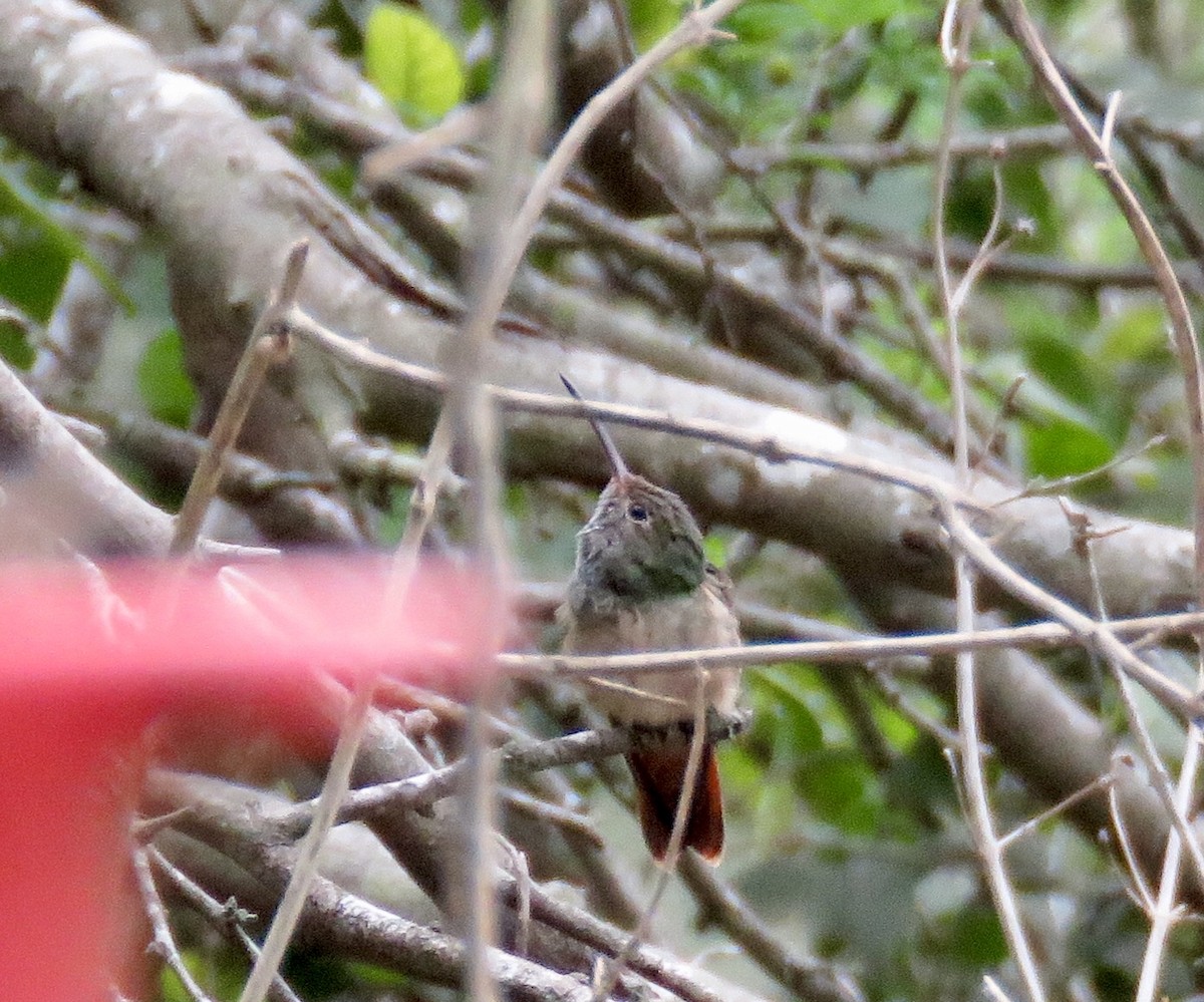 Buff-bellied Hummingbird - ML144115901