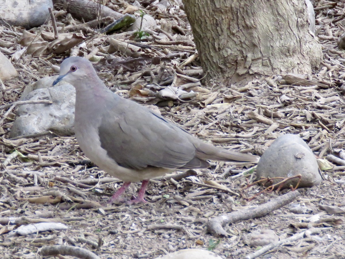 White-tipped Dove - Linda Parlee-Chowns