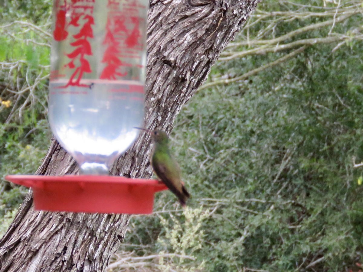 Buff-bellied Hummingbird - ML144116481