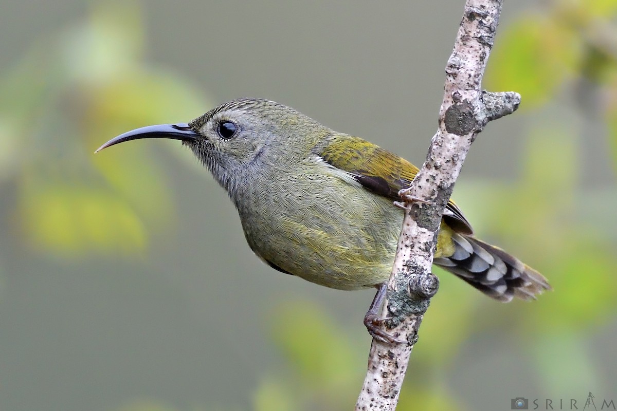 Green-tailed Sunbird - ML144118621