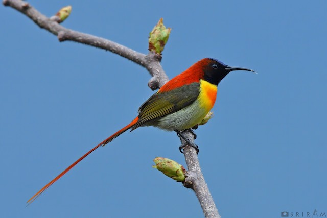 Fire-tailed Sunbird - eBird