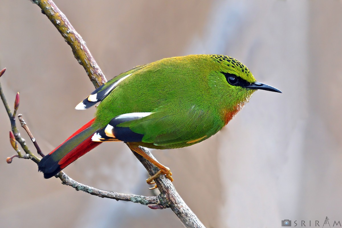 Fire-tailed Myzornis - ML144118881