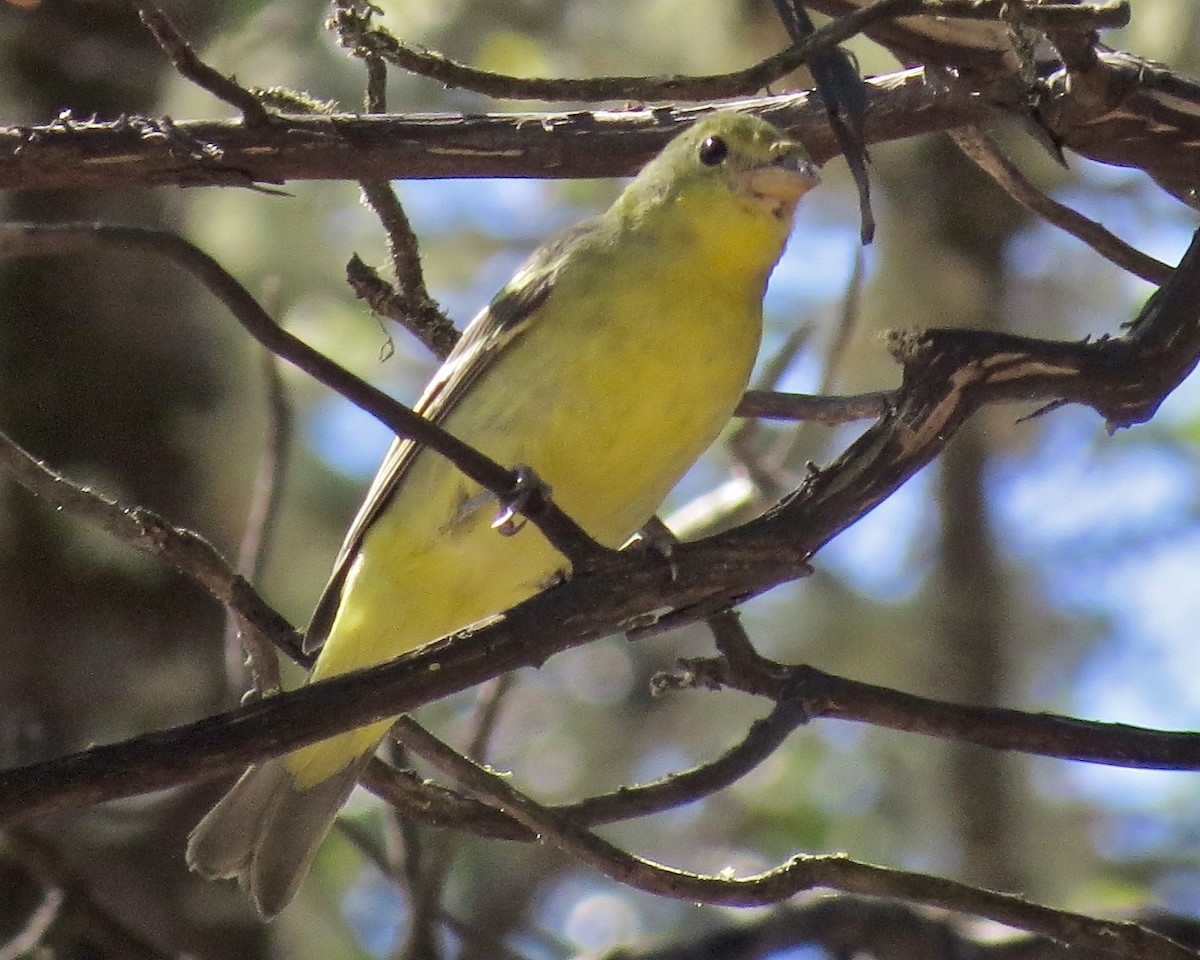 Western Tanager - ML144119521