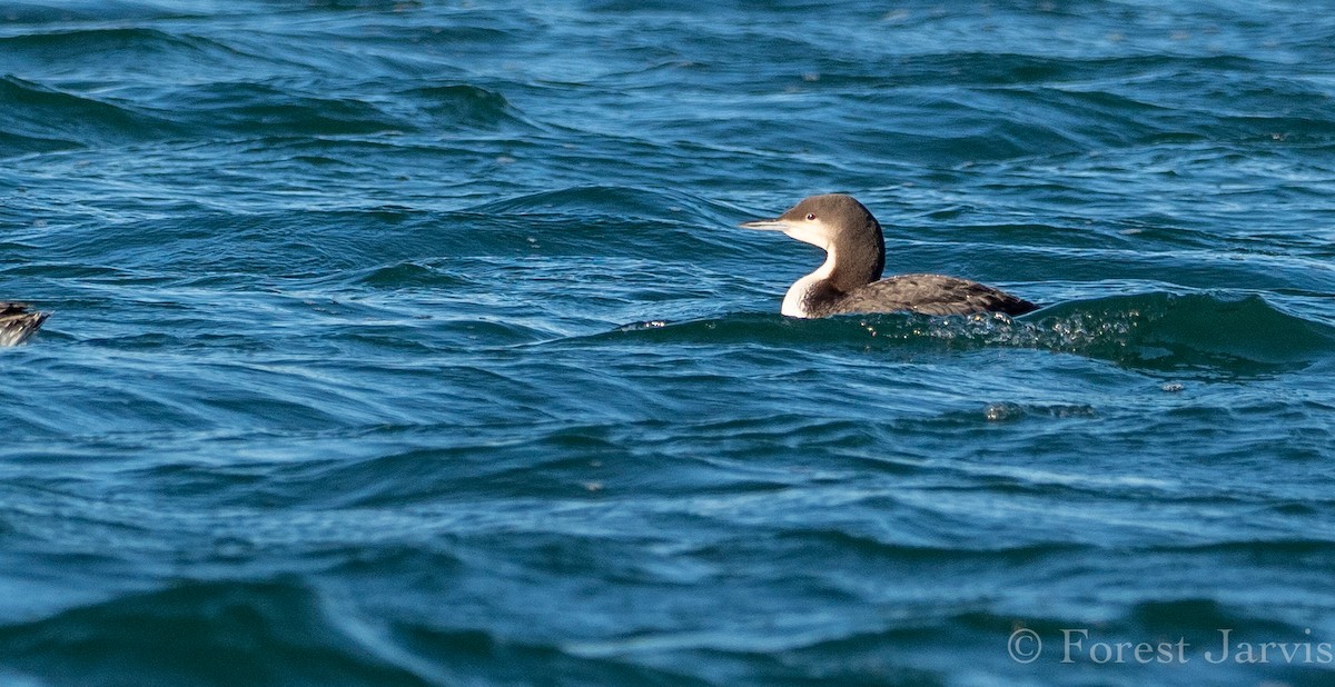 Pacific Loon - Forest Botial-Jarvis