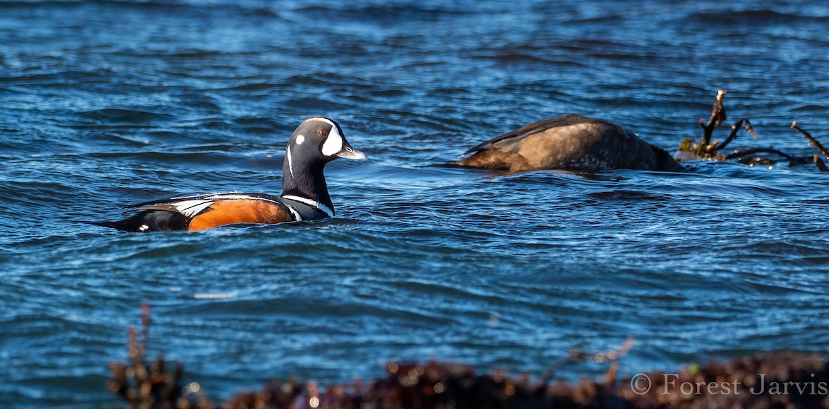 Harlequin Duck - Forest Botial-Jarvis