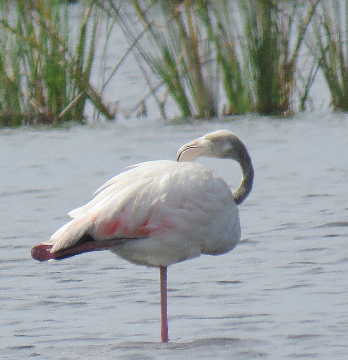Greater Flamingo - ML144121401