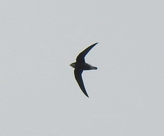 White-throated Needletail - Liam Manderson