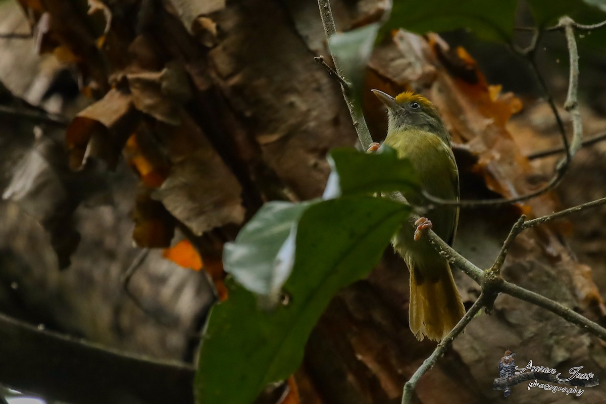 Tawny-crowned Greenlet - ML144123041