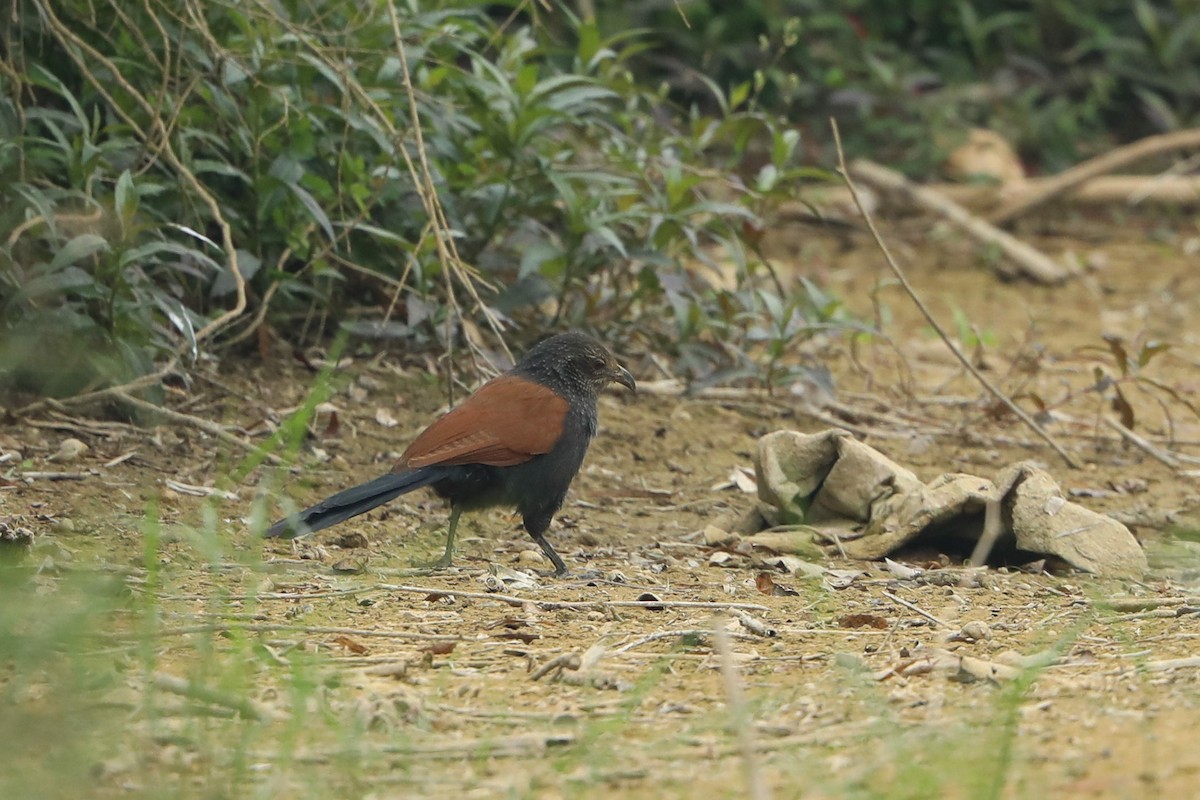 Greater Coucal - ML144123331