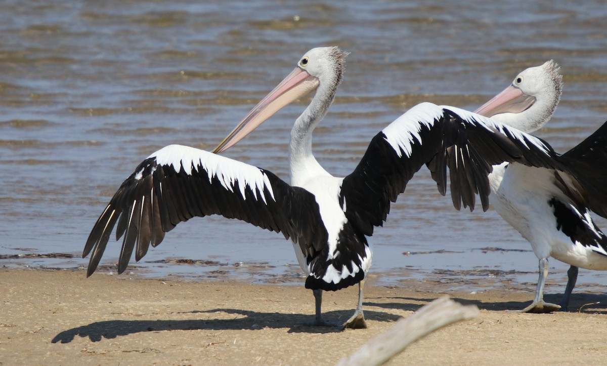 Australian Pelican - Donna Nagiello