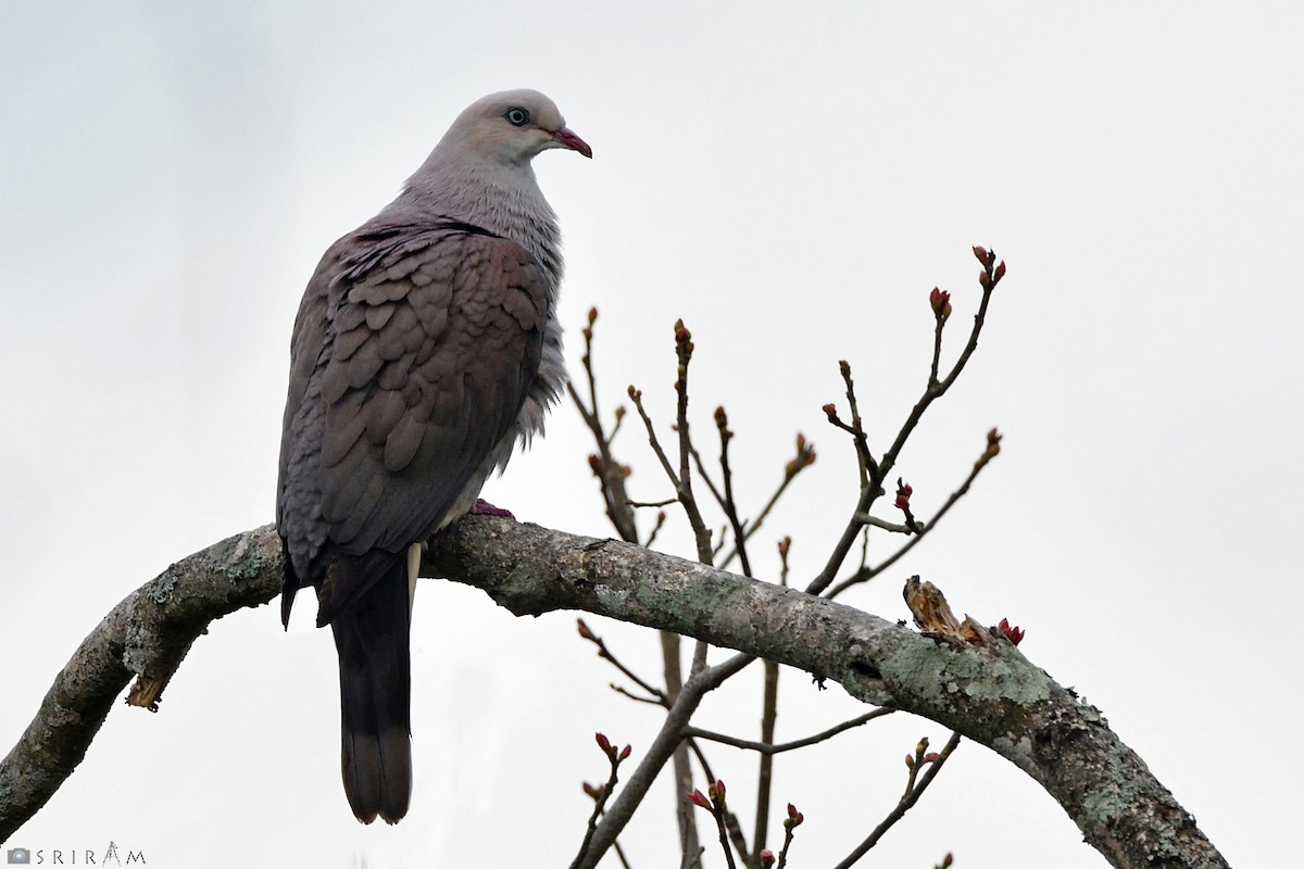 Mountain Imperial-Pigeon - ML144125631