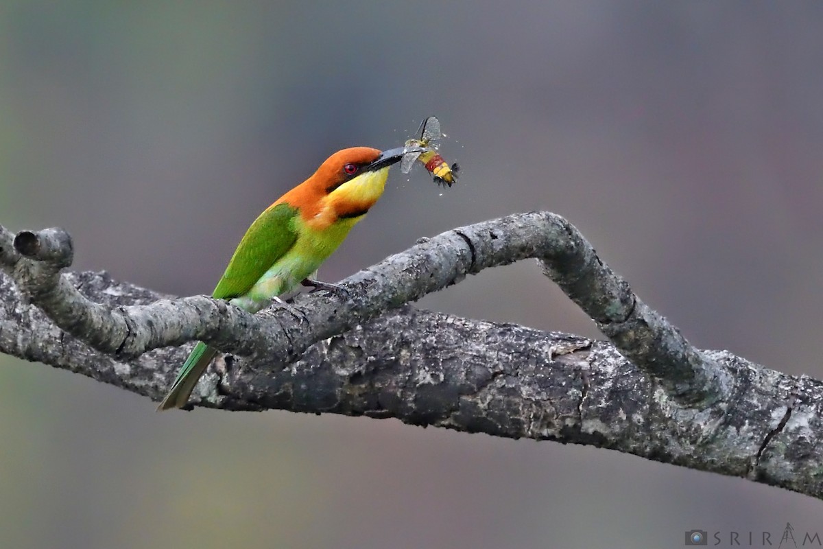 Chestnut-headed Bee-eater - Sriram Reddy