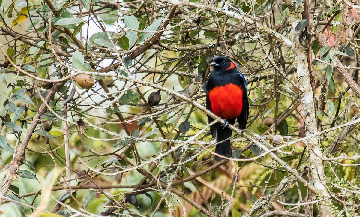 Scarlet-bellied Mountain Tanager - ML144126141