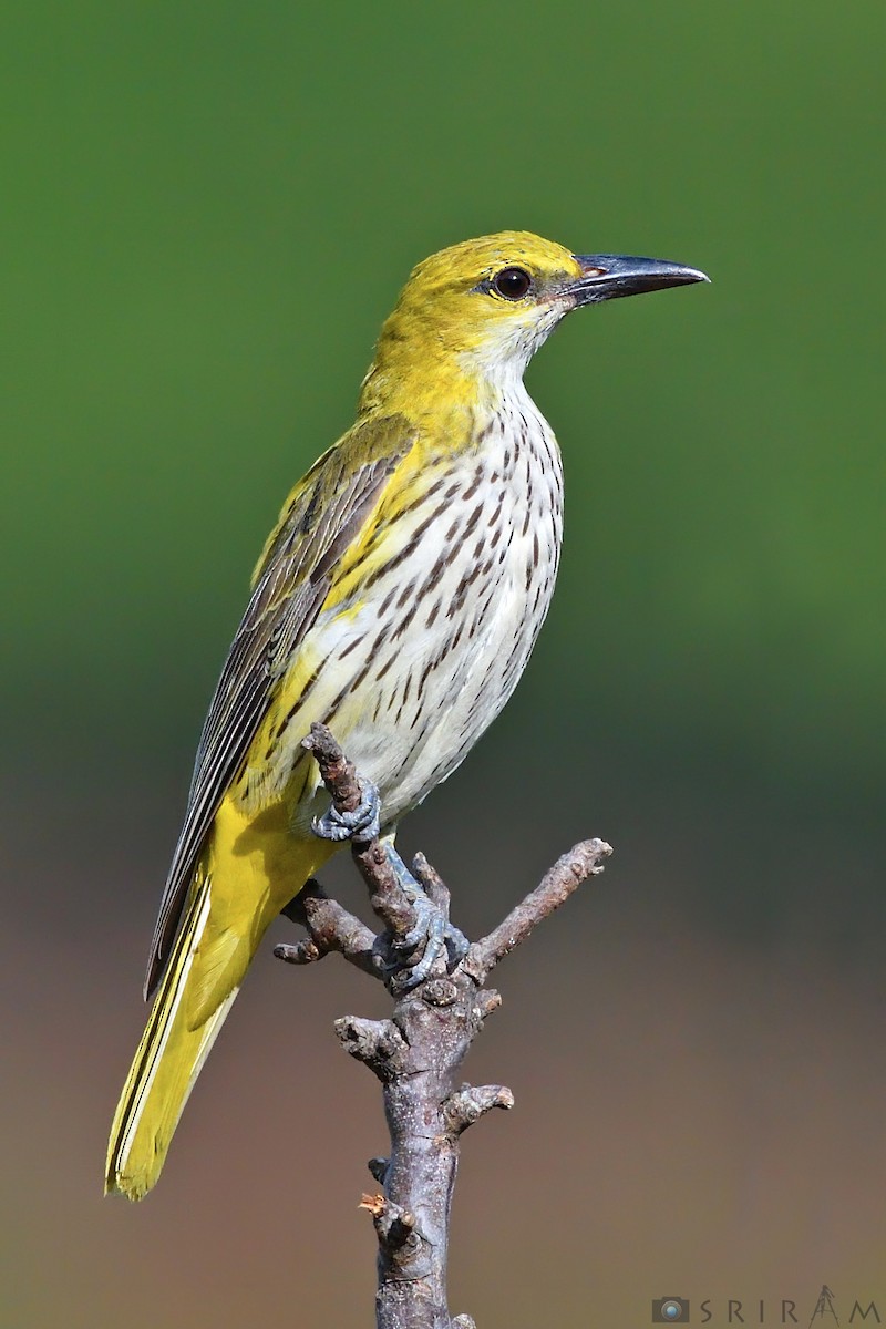 Indian Golden Oriole - ML144126661