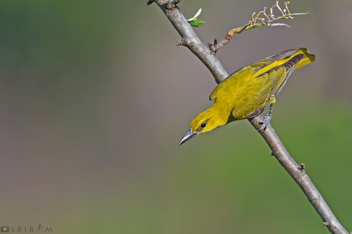 Indian Golden Oriole - ML144126681