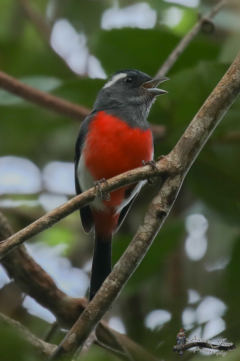 Gray-throated Chat - ML144127271